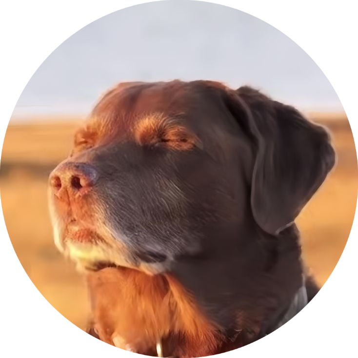 Cooked Dog Button Pin